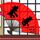 为什么不能把杨柳树都砍了？官方回应